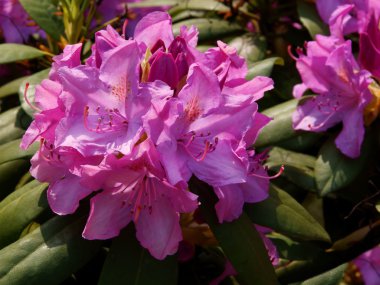 Lila çiçek ormangülü Bush, bahar