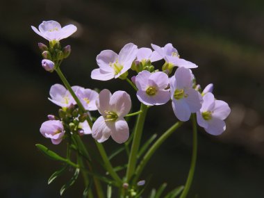 cuckooflower yabani bitki bahar