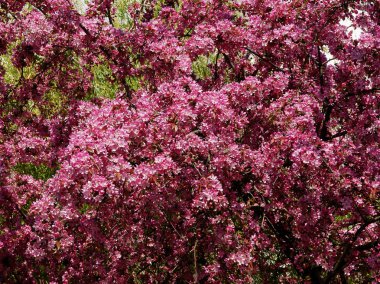 Baharda pembe çiçekli yaban elması ağacı
