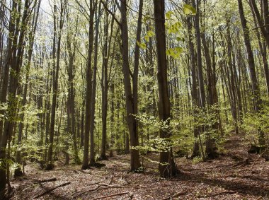 bahar, ormandaki ağaçlar