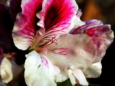 Sardunya güzel çiçek yakın çekim