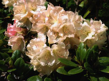 ormangülü Bush bahar, pembe çiçekler