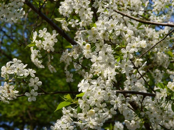 Cherry tree with white flowers — Stock Photo, Image