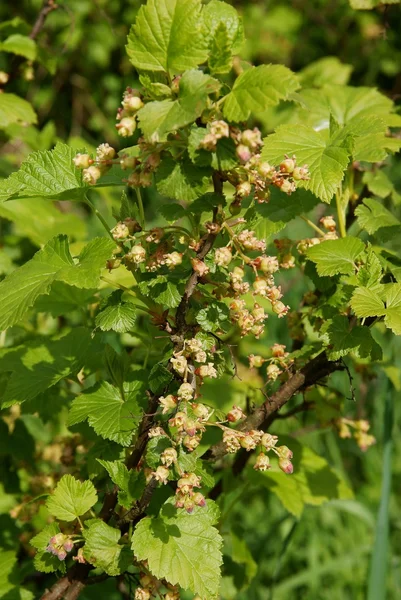 Arbusto de fruta de grosella floreciendo — Foto de Stock