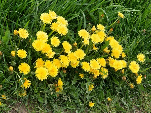 Paardebloemen op weide op voorjaar — Stockfoto