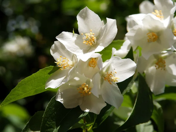Fehér virágok, a jasmine cserje, tavaszán — Stock Fotó