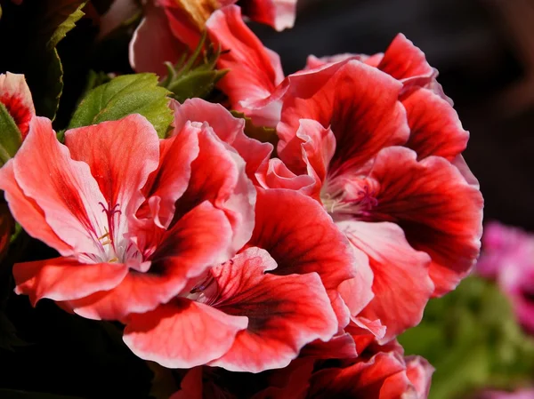 Красные и розовые цветы из герань горшок растений — стоковое фото