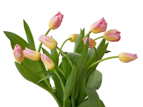 Pink tulips close up — Stock Photo, Image