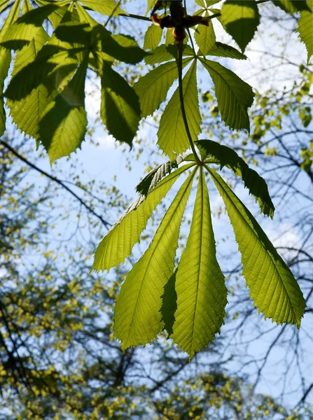 Green leaves of chestnut tree at spring — Stock Photo, Image