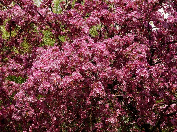 Krabba äppelträd med rosa blommor på våren — Stockfoto