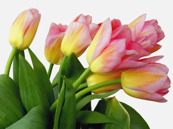 Pink tulips close up — Stock Photo, Image