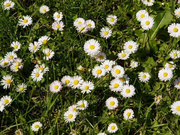 Schöne, weiße Gänseblümchen auf der Wiese im Frühling — Stockfoto