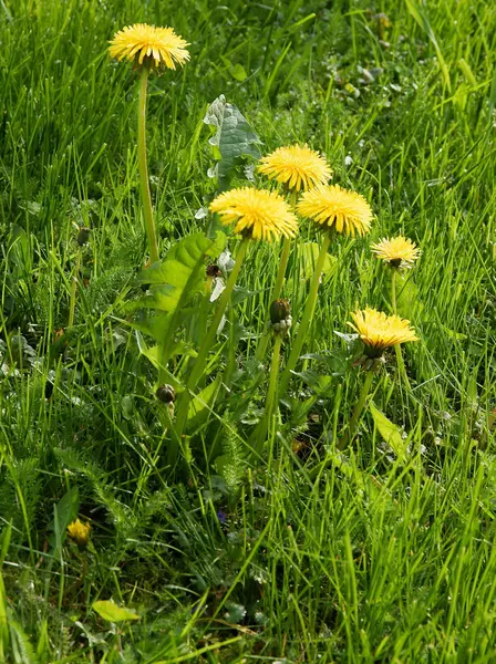 Paardebloemen op weide op voorjaar — Stockfoto