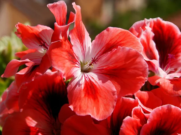 Flor bonita de gerânio de perto — Fotografia de Stock