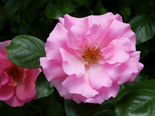 Blume aus rosa Rose aus nächster Nähe — Stockfoto