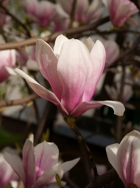 Flor rosa de árvore de magnólia na primavera — Fotografia de Stock