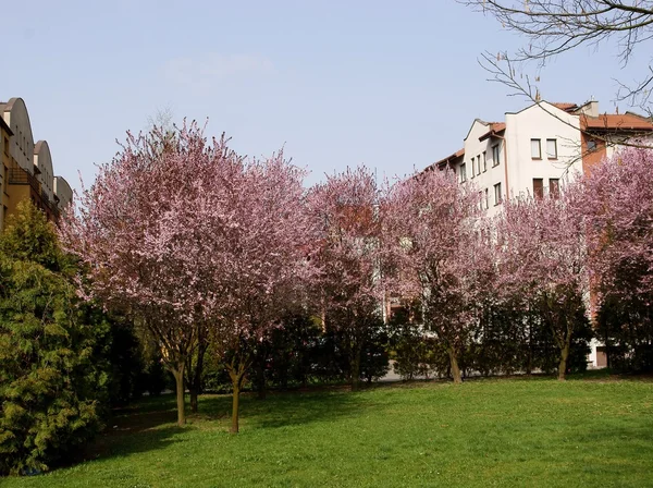 Rosa Blüten des Krabben-Apfelbaums — Stockfoto