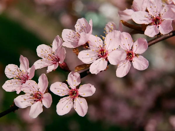 Pink flowers of crab-apple tree — Stock Photo, Image