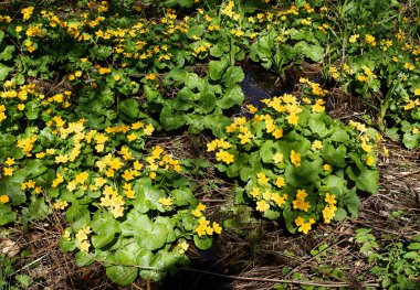 Marsh-marigold çiçek bahar