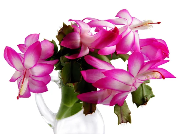Flores cor-de-rosa e branco de planta de cacto de perto — Fotografia de Stock