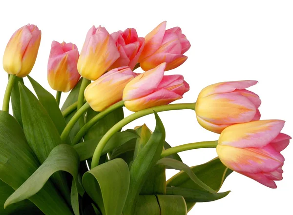 Multicolor tulips at spring — Stock Photo, Image