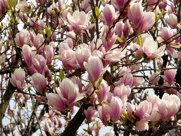 Magnólia árvore em flor na primavera — Fotografia de Stock