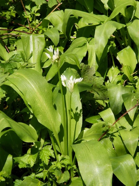 Vild vitlök i naturen — Stockfoto