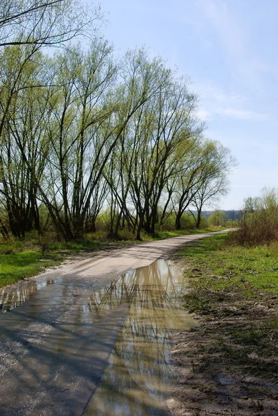 Willow trees on polders near a river at spring — Stock Photo, Image
