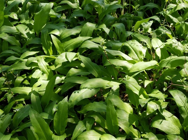 Ajo silvestre en la naturaleza — Foto de Stock