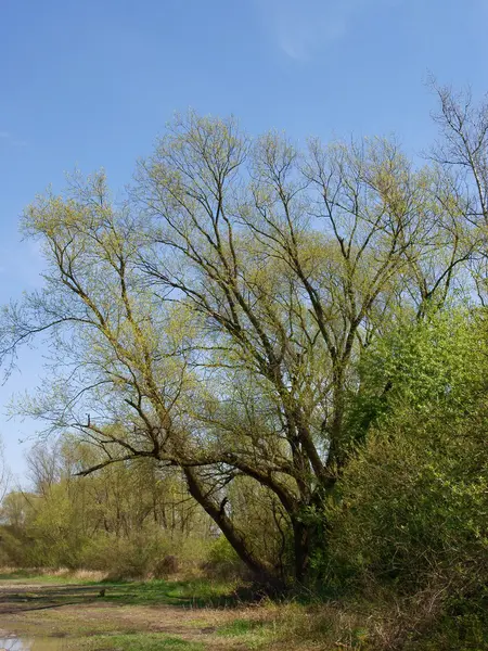 Willow trees on polders near a river at spring — Stock Photo, Image