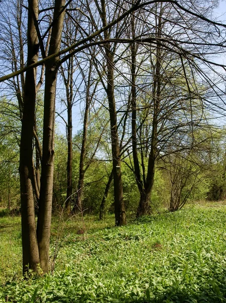 Wild garlic in nature — Stock Photo, Image