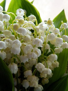 beyaz çiçek lilyum--in-belgili tanımlık Vadisi yakın çekim