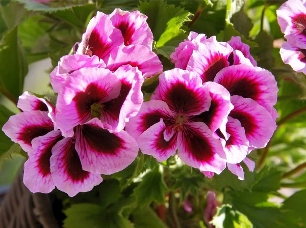 Muskátli cserepes növény, rózsaszín és lila virágok — Stock Fotó