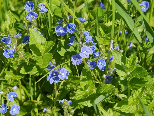 Speed-well plant with blue flowers close up — Stock Photo, Image