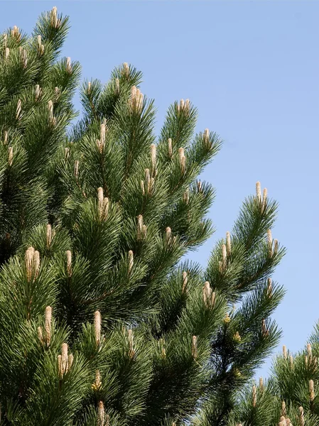 Pijnboom met toppen op voorjaar — Stockfoto