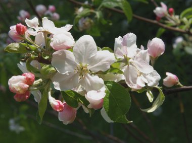 pembe ve beyaz çiçek bahar, elma ağacının