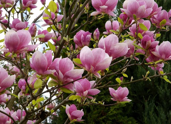 Rosa blomma av magnolia träd på våren — Stockfoto