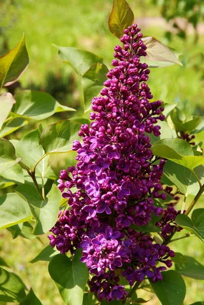 Fliederbusch blüht im Frühling — Stockfoto