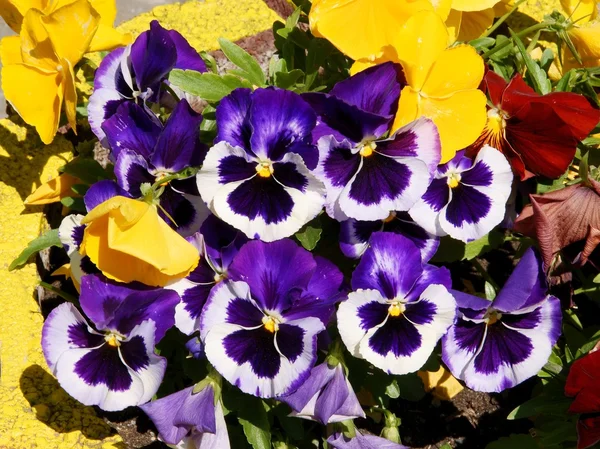 Lila,white and yellow pansies flowers — Stock Photo, Image