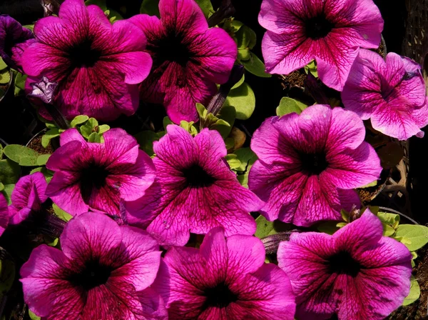 Purple flowers of petunia plant — Stock Photo, Image