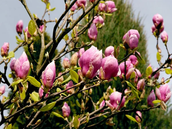 Różowe kwiaty, drzewa magnolii, na wiosnę — Zdjęcie stockowe