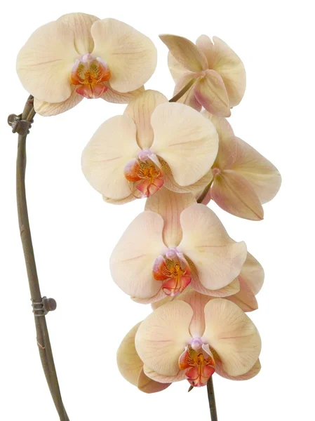 Růžové květy orchidejí tropické rostliny — Stock fotografie