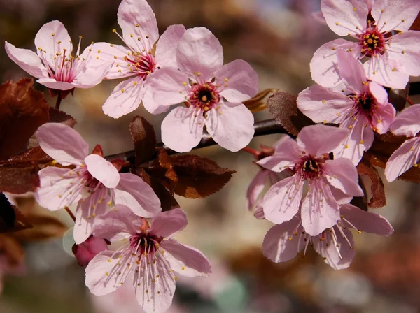 Crab-apple tree blossoming — Stock Photo, Image