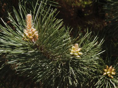 çam ağacı tomurcukları ve bahar çiçekleri ile