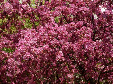 Crabapple ağaç bahar, pembe çiçekli