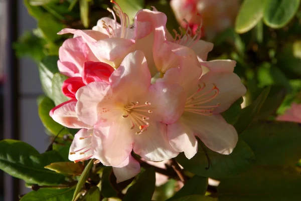 Roze bloemen van de rhododendron bush op voorjaar — Stockfoto