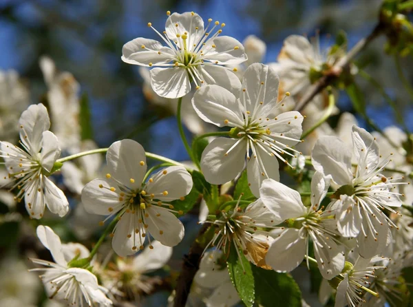 Třešeň s bílými květy — Stock fotografie