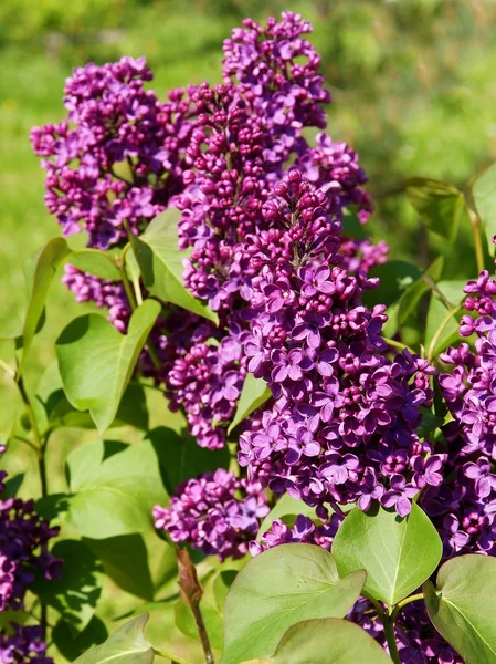 Lilas en fleurs au printemps — Photo