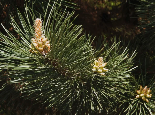 Pino con boccioli e fiori in primavera — Foto Stock