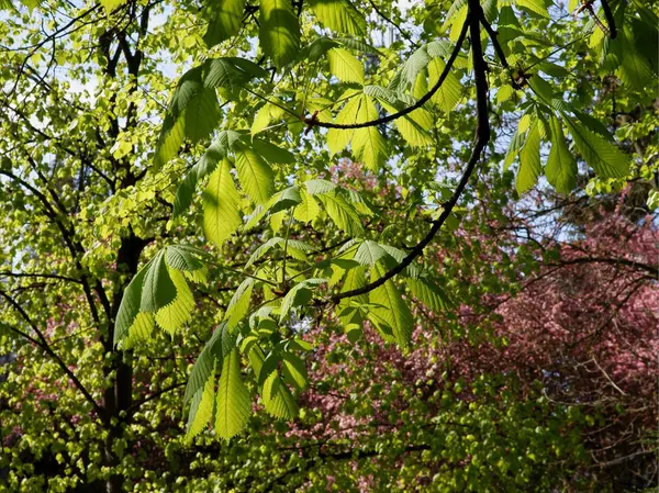 Grüne Blätter der Kastanie im Frühling — Stockfoto